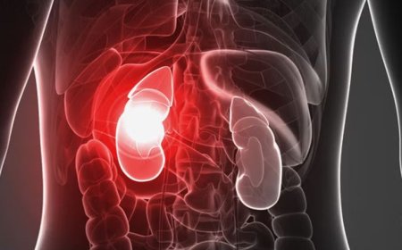 Бүйрек қуатын арттырудың ғылыми және дәстүрлі тәсілдері