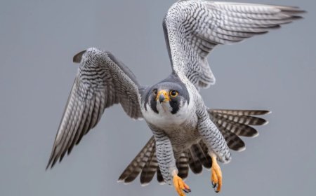 Шыңғысханның сұңқары