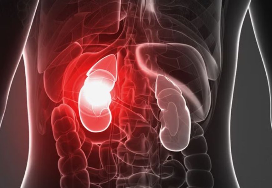 Бүйрек қуатын арттырудың ғылыми және дәстүрлі тәсілдері