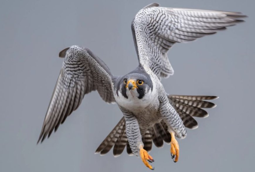 Шыңғысханның сұңқары