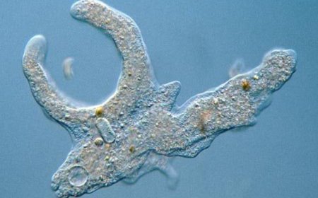 Амеба - біржасушалы қарапайым тірі ағза