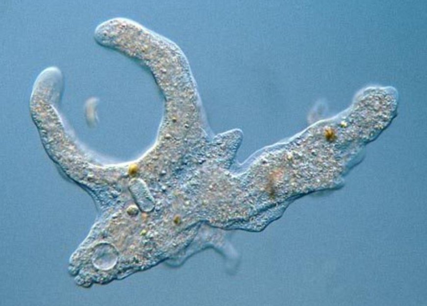 Амеба - біржасушалы қарапайым тірі ағза